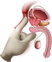 Rappresentazione anatomica