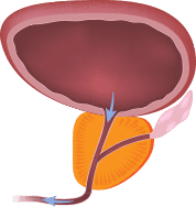 Prostata in condizioni normali